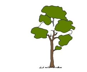 Baum 14