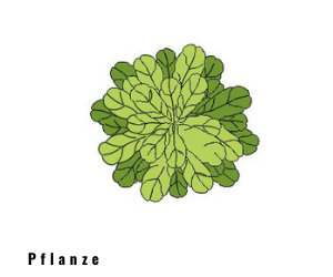 Pflanzen