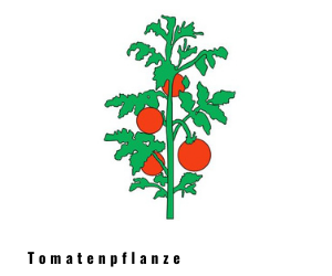 Tomatenpflanze