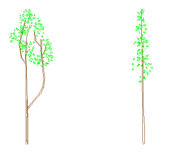 Gartenplanung 2 junge Laubbäume in der Seitenansicht. Für Gartenplanung per CAD geeignet