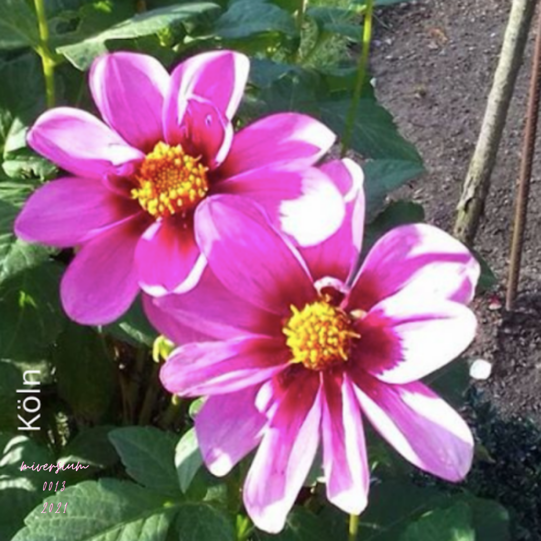 Flora